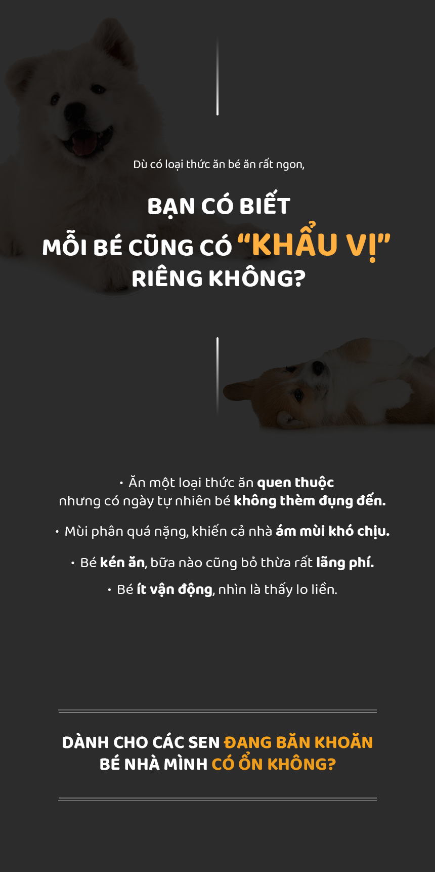 Hạt DAZZLE cho chó vị cừu