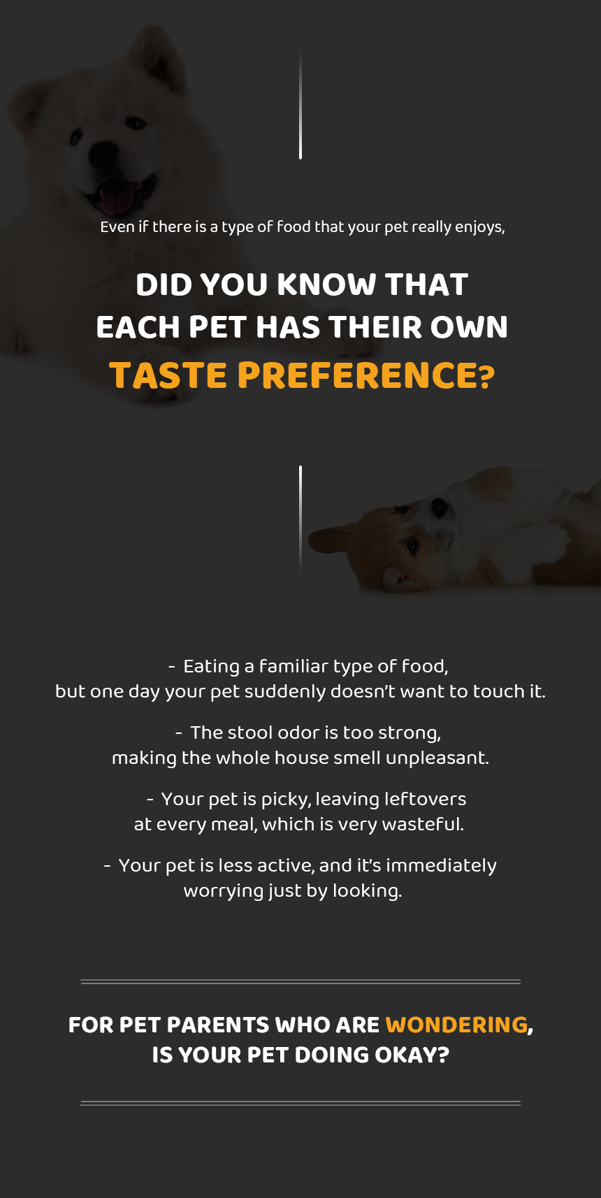 DAZZLE Small Breed Dog Food 100% Best Korean Quality