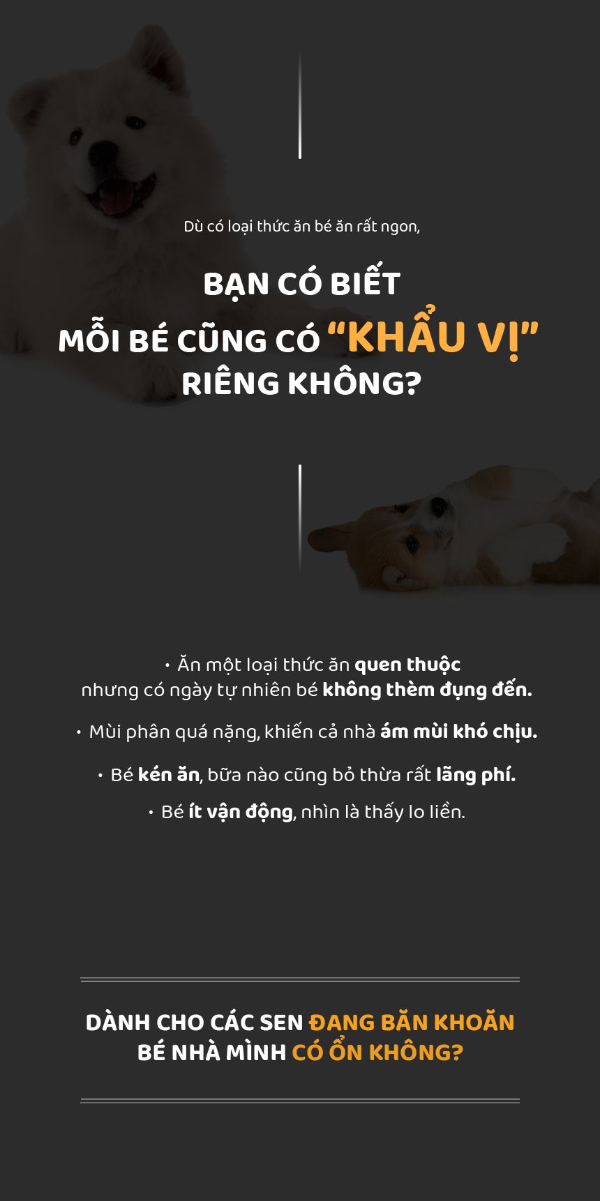 DAZZLE Vị Cừu & Gạo 100% Best Korean Quality