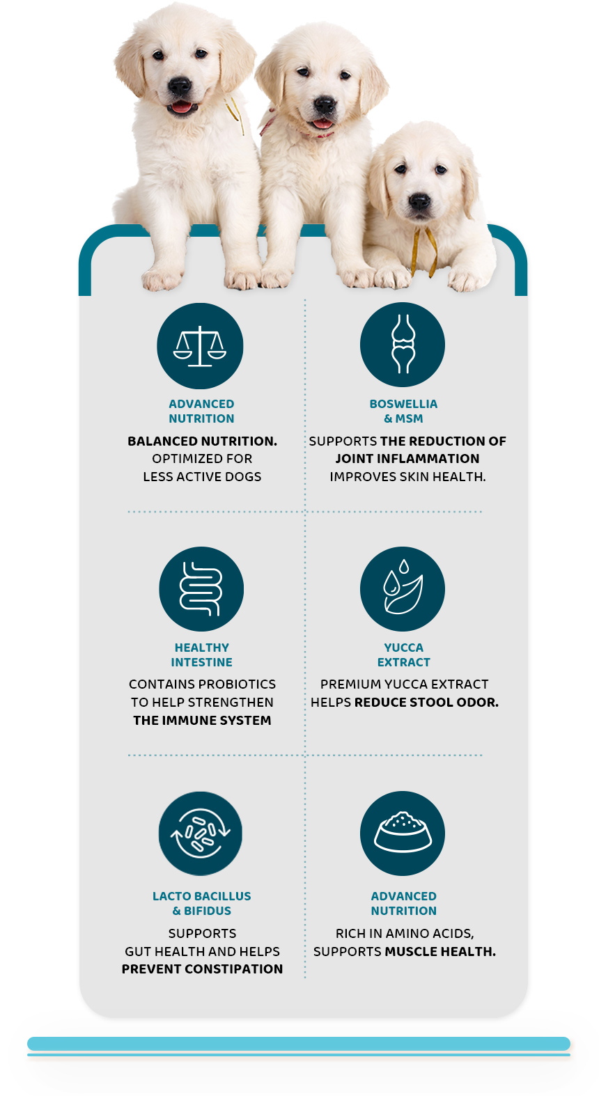 DAZZLE Small Breed Dog Food 100% Best Korean Quality