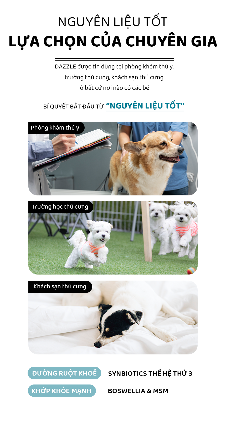 Hạt DAZZLE cho chó vị cừu