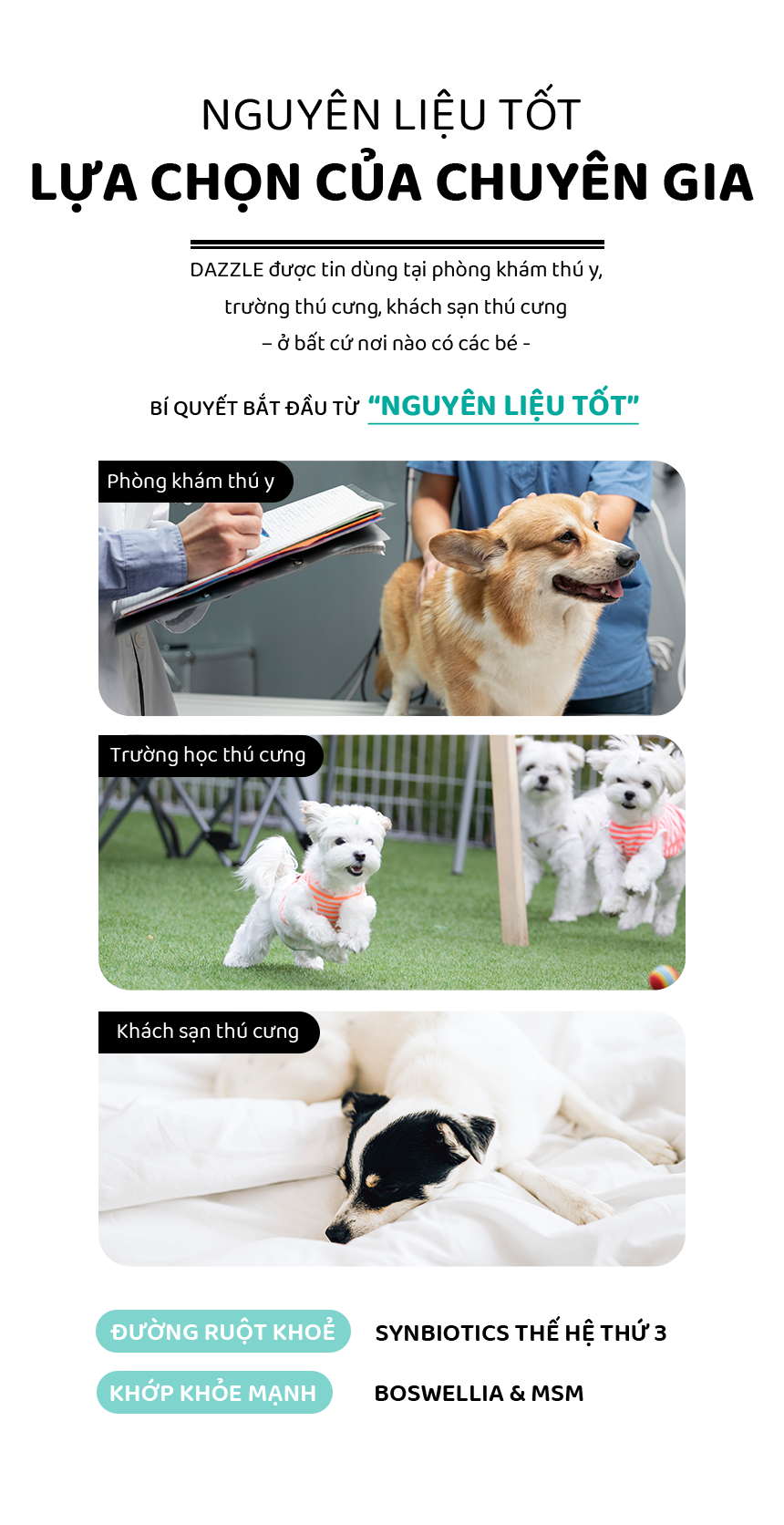 DAZZLE Vị Cừu & Gạo 100% Best Korean Quality